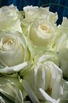 Avalanche rose bridal hand tied. wedding flowers free local and surrounding areas delivery 33 bondgate darlington  
